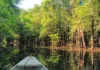 Projeto bilionário planeja restaurar 25 mil hectares de áreas alagáveis na Amazônia Reprodução - matoemonte