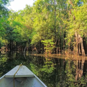 Projeto bilionário planeja restaurar 25 mil hectares de áreas alagáveis na Amazônia Reprodução - matoemonte
