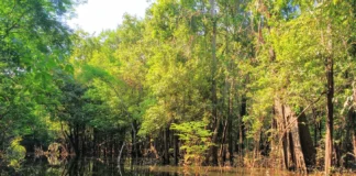 Projeto bilionário planeja restaurar 25 mil hectares de áreas alagáveis na Amazônia Reprodução - matoemonte