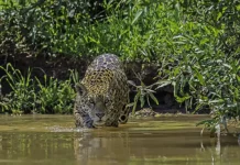 Onça-pintada transforma economia e conservação no Pantanal