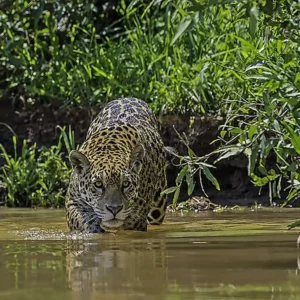 Onça-pintada transforma economia e conservação no Pantanal
