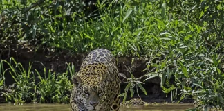 Onça-pintada transforma economia e conservação no Pantanal