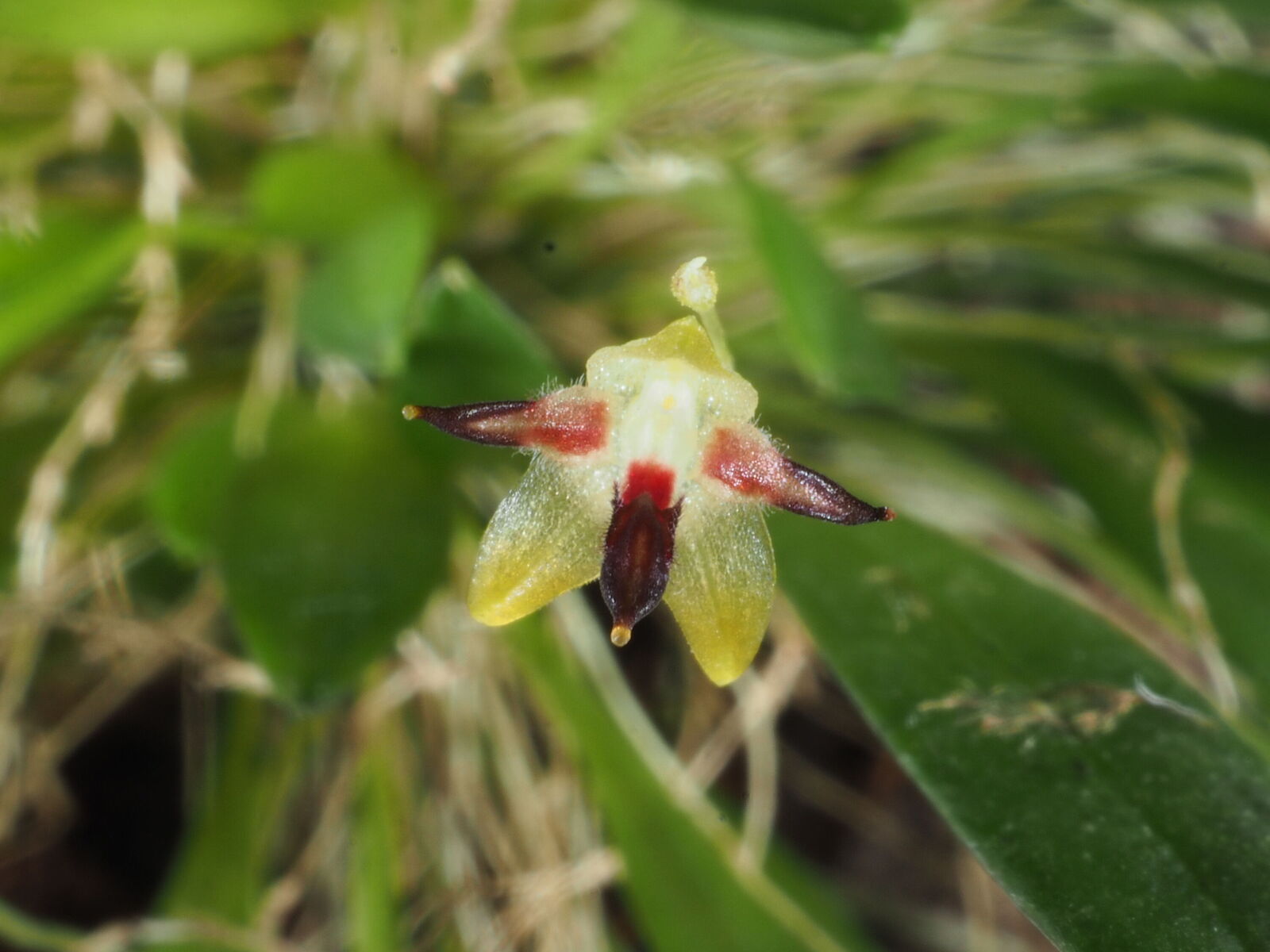 Orquídea - Reprodução