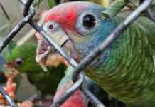 Papagaios salvos de ovos no Galeão são preparados para a liberdade Foto: Fiscalização/Ibama/RJ