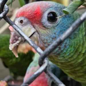 Papagaios salvos de ovos no Galeão são preparados para a liberdade Foto: Fiscalização/Ibama/RJ