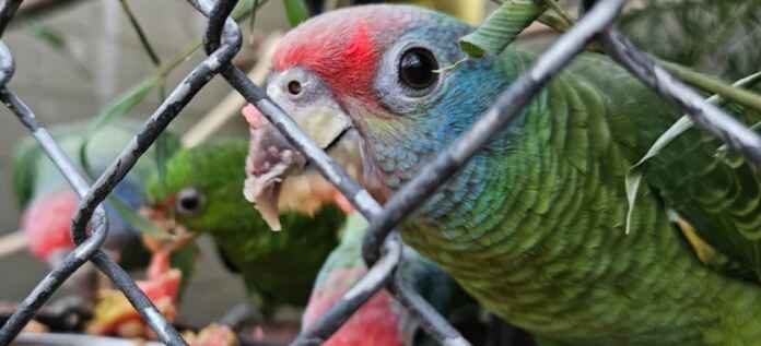 Foto: Fiscalização/Ibama/RJ