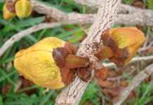 Cientistas descobrem no Cerrado poderosas armas naturais contra o câncer João Medeiros