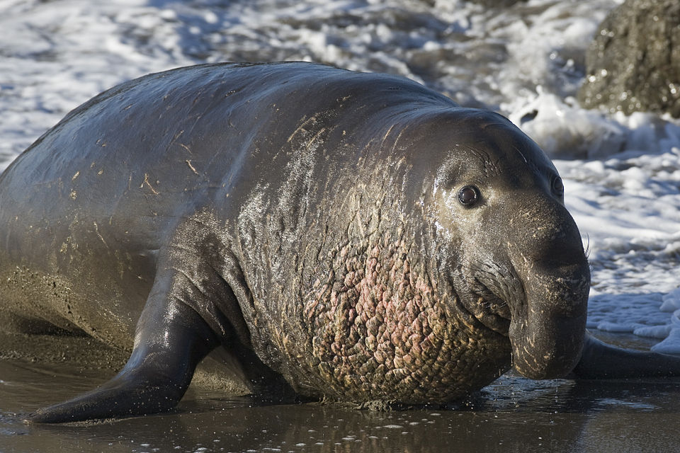 Especialistas explicam processo de muda de pelagem em elefante-marinho 1 960px Northern Elephant Seal Piedras Blancas San Simeon CA 02feb2009
