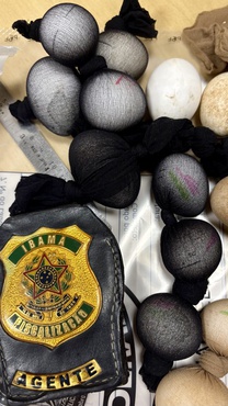 Foto: Fiscalização/Ibama/RJ