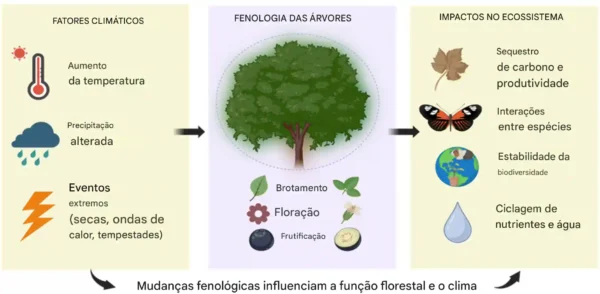 A fenologia, o estudo dos padrões sazonais recorrentes no desenvolvimento dos órgãos das plantas, é crucial para monitorar os impactos das mudanças climáticas nos ecossistemas