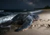 Tartaruga gigante volta a dominar as praias do Amapá A tartaruga gigante que voltou às praias do Amapá