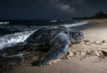 La tortuga de casi una tonelada que volvió a las playas de la Amazonía A tartaruga gigante que voltou às praias do Amapá