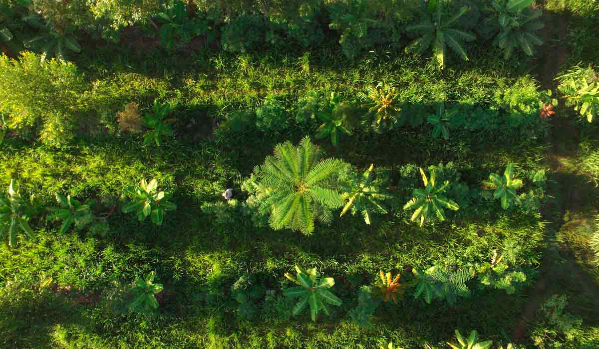 Reprodução - Ruraltectv