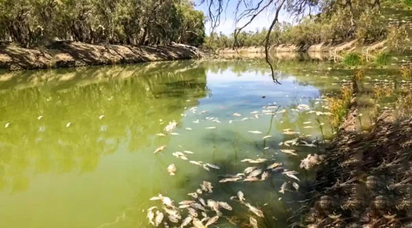 Alguns dos até um milhão de peixes que morreram no sistema do rio Darling, no extremo oeste de Nova Gales do Sul