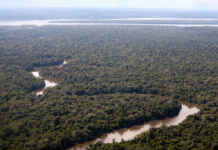 Bioeconomia pode render 20 vezes mais por hectare que a pecuária na Amazônia Foto: Folhapress