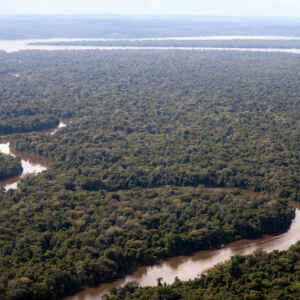 Bioeconomia pode render 20 vezes mais por hectare que a pecuária na Amazônia Foto: Folhapress