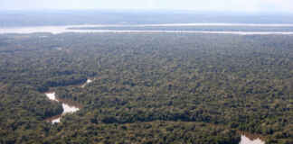Bioeconomia pode render 20 vezes mais por hectare que a pecuária na Amazônia Foto: Folhapress