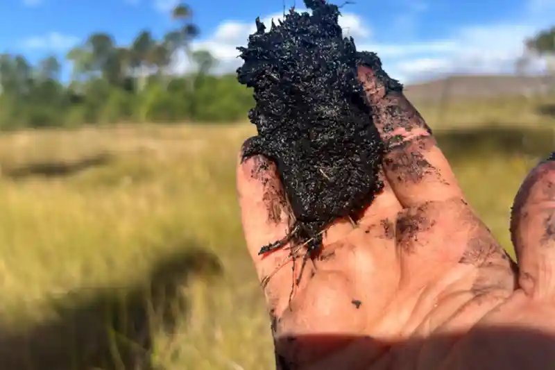 Amostra de turfa retirada na Chapada dos Veadeiros, apontaram que o processo de formação das turfeiras estudadas começou há pelo menos 20 mil anos, segundo as análises biogeoquímicas do Instituto Max Planck.“Trata-se de uma verdadeira cápsula do tempo geológico e climático”