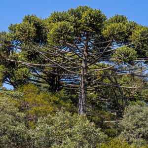 Pesquisadores identificam árvores porta-sementes para recuperar a Araucária Foto: Haroldo Kalleder