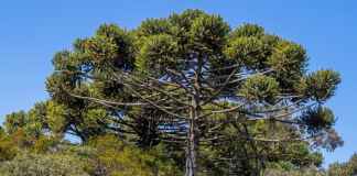 Pesquisadores identificam árvores porta-sementes para recuperar a Araucária Foto: Haroldo Kalleder