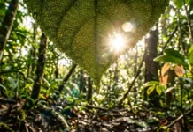 Un árbol amazónico redujo tumores un 70% en pruebas de laboratorio As gotas de orvalho penduradas criam um efeito de lente, e você pode ver a floresta e o sol brilhando intensamente por entre elas e as nervuras da folha