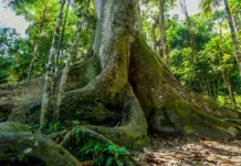 Los árboles gigantes de la Amazonía guardan casi todo el carbono, y son los primeros en caer As árvores mais altas da Amazônia peruana armazenam mais carbono, mas são as que têm maior probabilidade de serem colhidas para a produção de madeira