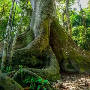Maiores árvores da Amazônia enfrentam a maior ameaça dos humanos As árvores mais altas da Amazônia peruana armazenam mais carbono, mas são as que têm maior probabilidade de serem colhidas para a produção de madeira