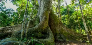 Maiores árvores da Amazônia enfrentam a maior ameaça dos humanos As árvores mais altas da Amazônia peruana armazenam mais carbono, mas são as que têm maior probabilidade de serem colhidas para a produção de madeira
