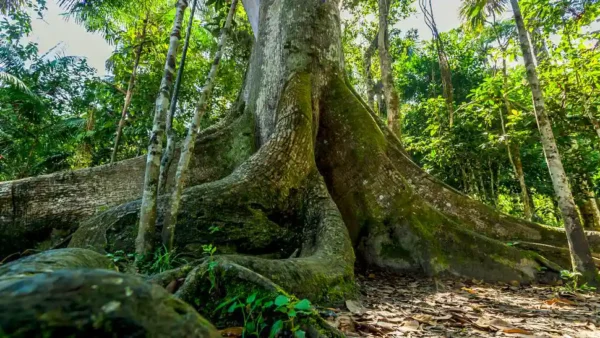 Los árboles gigantes de la Amazonía guardan casi todo el carbono, y son los primeros en caer