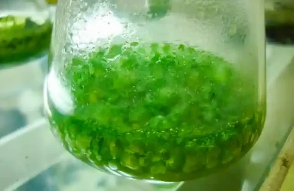 As cianobactérias, ou algas verde-azuladas, podem se multiplicar rapidamente quando expostas à água rica em nutrientes