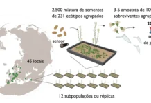 As plantas se adaptam às mudanças climáticas, mas Os participantes da rede GrENE receberam misturas de sementes de cerca de 200 acessos naturais de Arabidopsis thaliana , que semearam em pequenas parcelas replicadas em 2017
