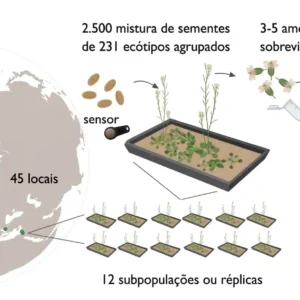 As plantas se adaptam às mudanças climáticas, mas Os participantes da rede GrENE receberam misturas de sementes de cerca de 200 acessos naturais de Arabidopsis thaliana , que semearam em pequenas parcelas replicadas em 2017