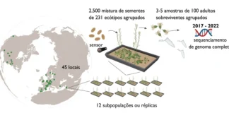 As plantas se adaptam às mudanças climáticas, mas Os participantes da rede GrENE receberam misturas de sementes de cerca de 200 acessos naturais de Arabidopsis thaliana , que semearam em pequenas parcelas replicadas em 2017