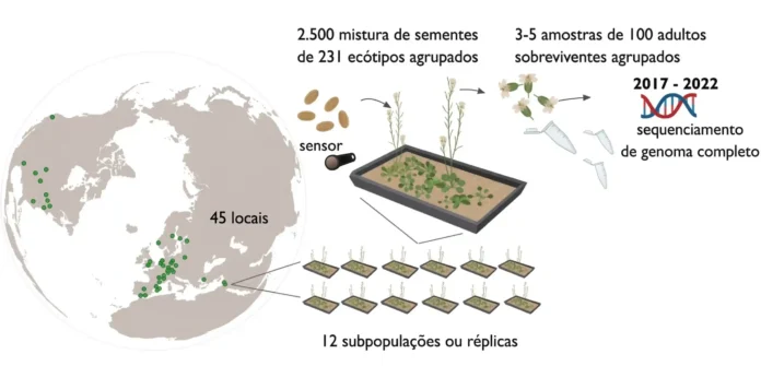 As plantas se adaptam às mudanças climáticas, mas-1 Os participantes da rede GrENE receberam misturas de sementes de cerca de 200 acessos naturais de Arabidopsis thaliana , que semearam em pequenas parcelas replicadas em 2017
