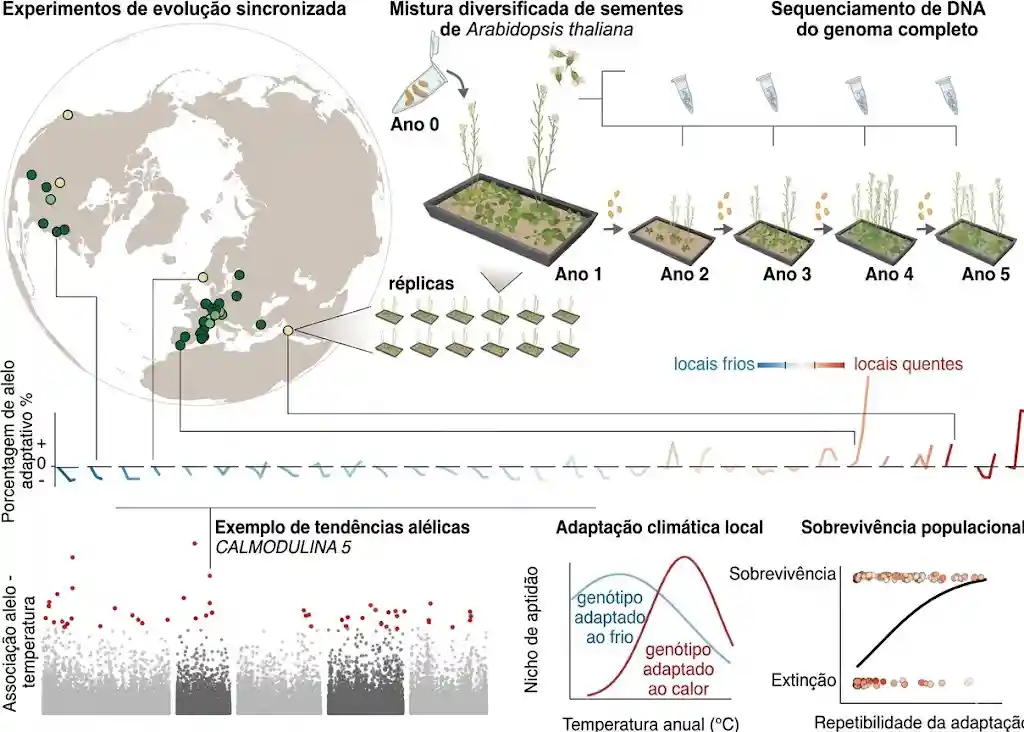 As plantas se adaptam às mudanças climáticas, mas 1 Adaptação evolutiva rápida em diferentes climas em A. thaliana
