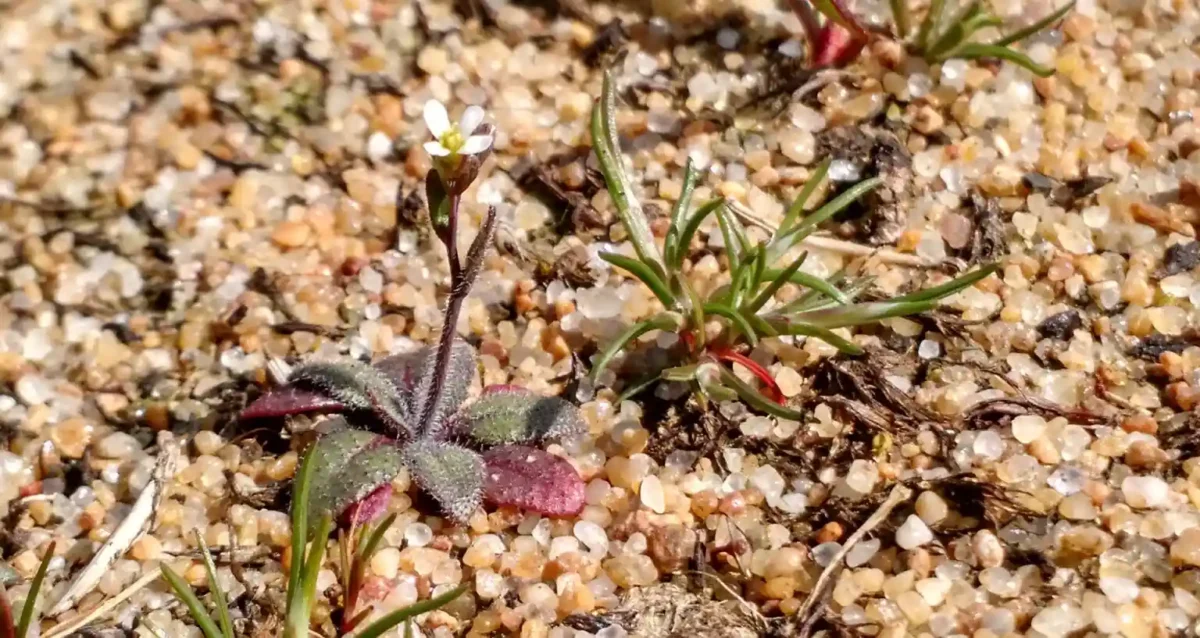 As plantas se adaptam às mudanças climáticas, mas 2 Arabidopsis de flores brancas crescendo na areia de uma praia perto do Mar Báltico. A planta, da família da mostarda, cresce em uma ampla variedade de climas, desde alpinos até desérticos, e é comumente usada em experimentos genéticos em laboratório.