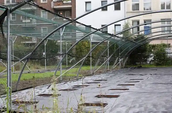 As plantas se adaptam às mudanças climáticas, mas 6 Algumas parcelas foram plantadas em cidades, como este grupo de 12 perto de prédios de apartamentos em Colônia, na Alemanha.