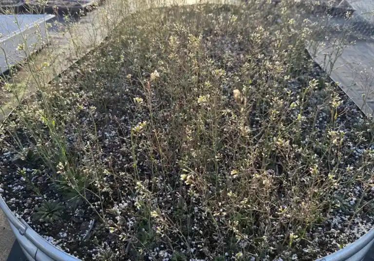 As plantas se adaptam às mudanças climáticas, mas 8 Arabidopsis crescendo em alta densidade em novos experimentos no Gill Tract da UC Berkeley em Albany