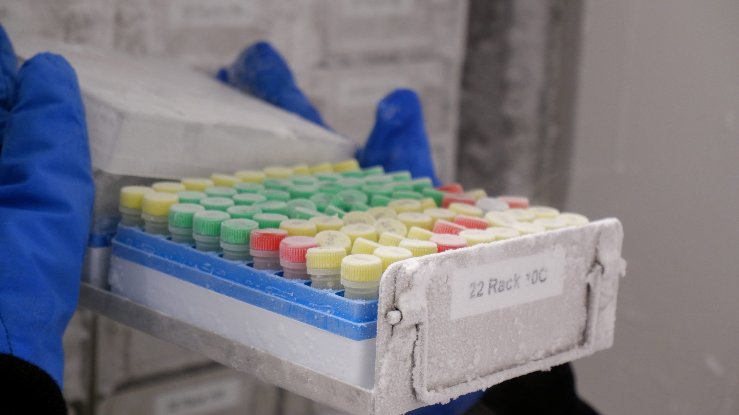 O renascimento natural vs. artificial: as duas faces do retorno das espécies 1 Biobancos CHAIN Biobank 2 Creditos NMS Joao Balsa scaled 1