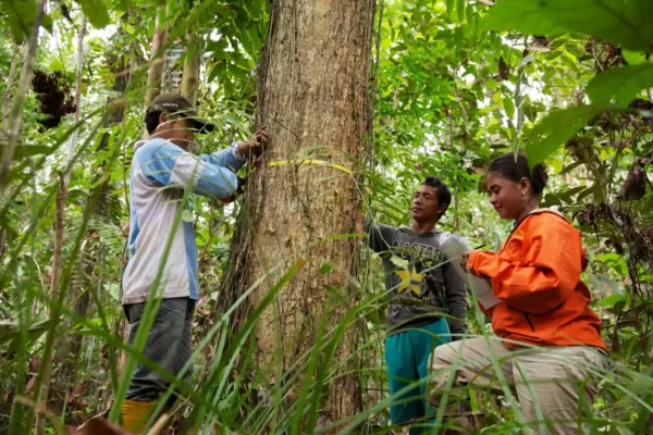 Maiores árvores da Amazônia enfrentam a maior ameaça dos humanos 1 Colheita seletiva de árvores quando atingem um diâmetro mínimo, que varia de 41 a 61 centímetros (16 a 24 polegadas), dependendo da espécie