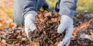 Resíduos florestais impulsionam nova geração de biofertilizantes Reprodução