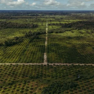 O fim da era da violência e o plano para salvar o futuro do dendê na Amazônia O fim da era da violência e o plano para salvar o futuro do dendê na Amazônia