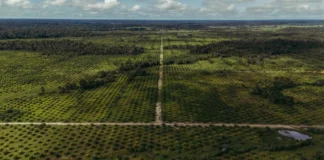 O fim da era da violência e o plano para salvar o futuro do dendê na Amazônia O fim da era da violência e o plano para salvar o futuro do dendê na Amazônia