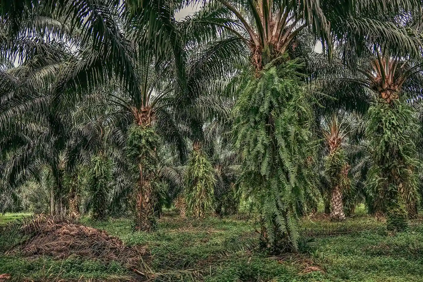 O fim da era da violência e o plano para salvar o futuro do dendê na Amazônia