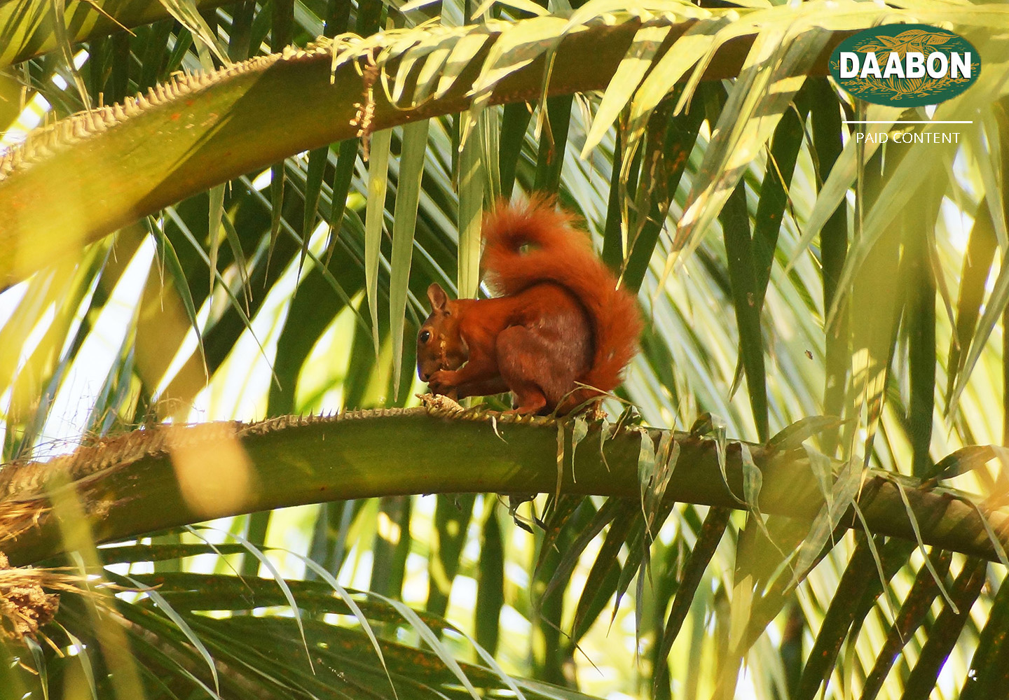 Agropalma - Divulgação