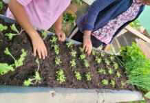 Hortoterapia ativa ou passiva? Conheça as técnicas que auxiliam a reabilitação física Hortoterapia - Reprodução