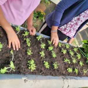 Hortoterapia ativa ou passiva? Conheça as técnicas que auxiliam a reabilitação física Hortoterapia - Reprodução