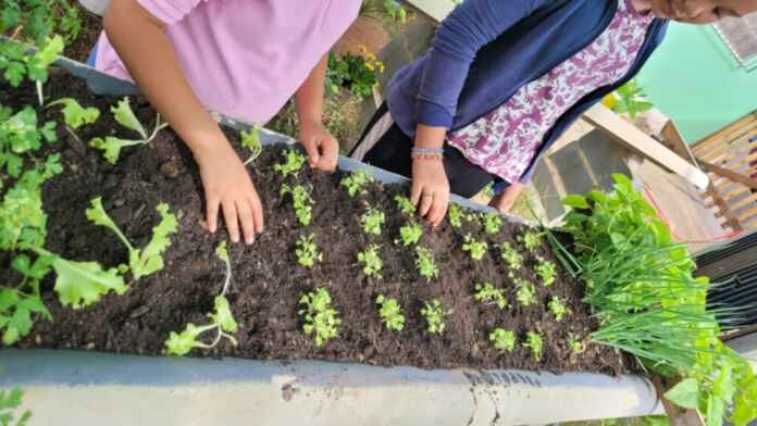 Hortoterapia - Reprodução