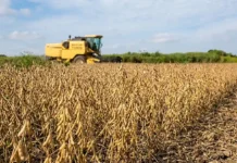 Nova soja convencional BRS 579 com tecnologia STS oferece escudo genético contra herbicidas e alta produtividade para produtores de Mato Grosso. Exportar ou parar, será que dá para a soja brasileira sobreviver ao EUDR em 2026?