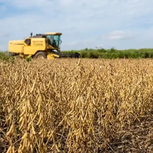 Nova soja convencional BRS 579 com tecnologia STS oferece escudo genético contra herbicidas e alta produtividade para produtores de Mato Grosso. Exportar ou parar, será que dá para a soja brasileira sobreviver ao EUDR em 2026?